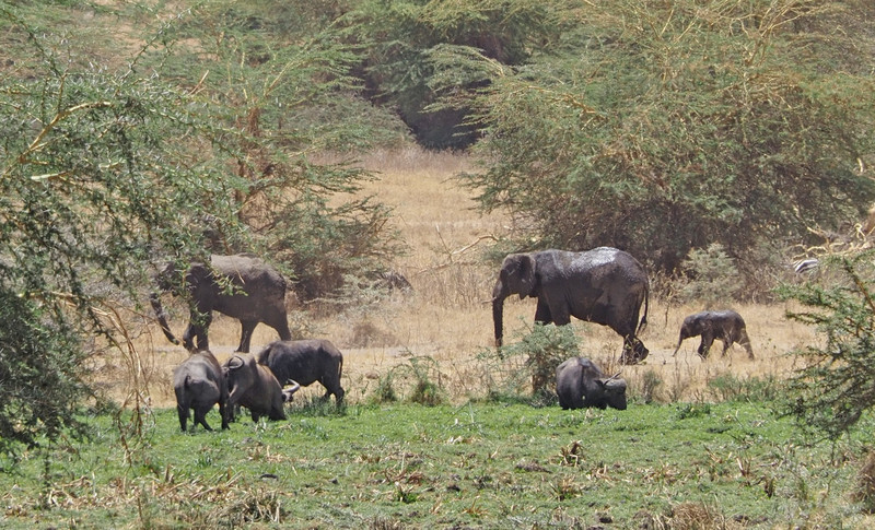 Elephants pass by the Cape Buffalo 
