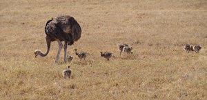 Ostrich and collection of chicks 