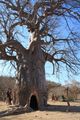 Hollow Baobab tree