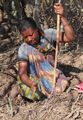 Digging for taro root