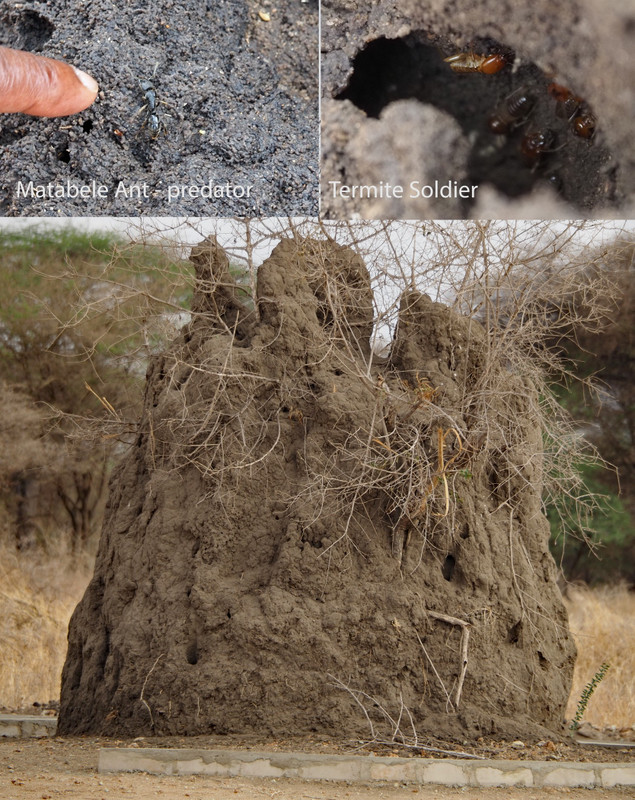 Termite mound, focussing on ant and termite