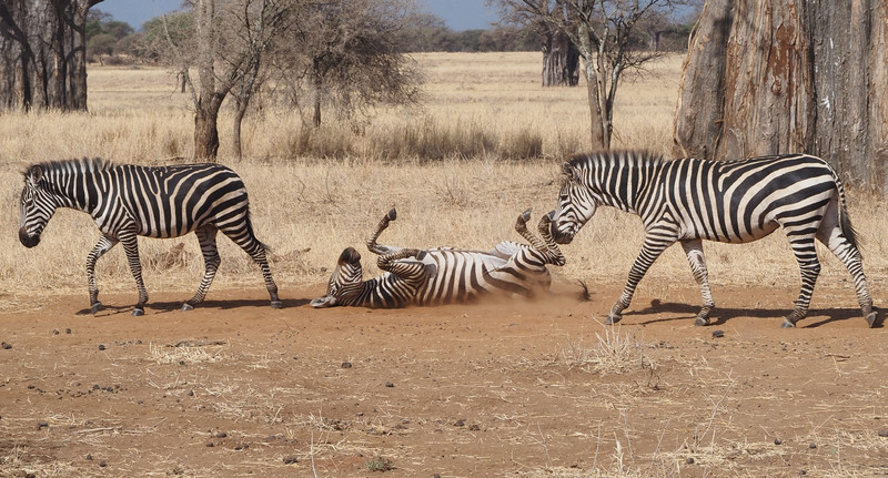 Zebra taking a quick dust bath