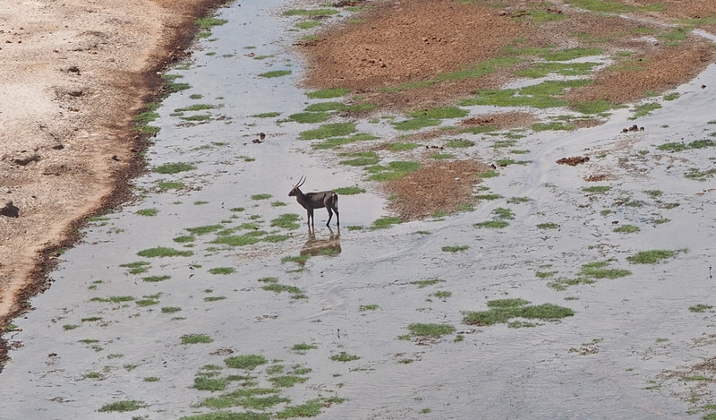 Waterbuck in the Tarangire River