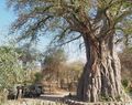 Baobab, unwilling host to Strangler Fig  