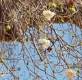 Baobab flowers and fruit 