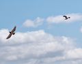 Jackal Buzzards in flight