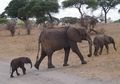 Elephant family crossing the road