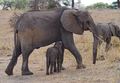 Nursing elephant 