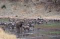Many species drinking together in Tarangire River 