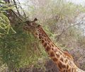 Giraffe carefully eating acacia 