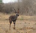 The very rare Lesser Kudu