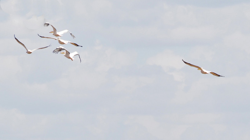 Pelicans take flight 