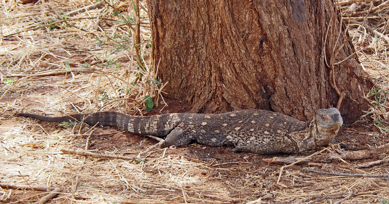 Monitor Lizard with fully extended belly