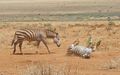 Zebras dust bathing 