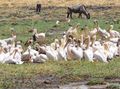 Pelican flock