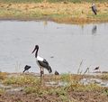 Saddle-billed Stork and avian friends