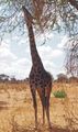 Maasai Giraffe nibbling
