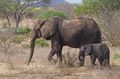 Elephants sauntering in step