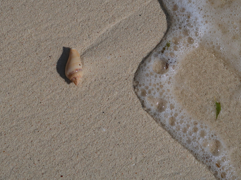 Sea shells gently washed up on the sand