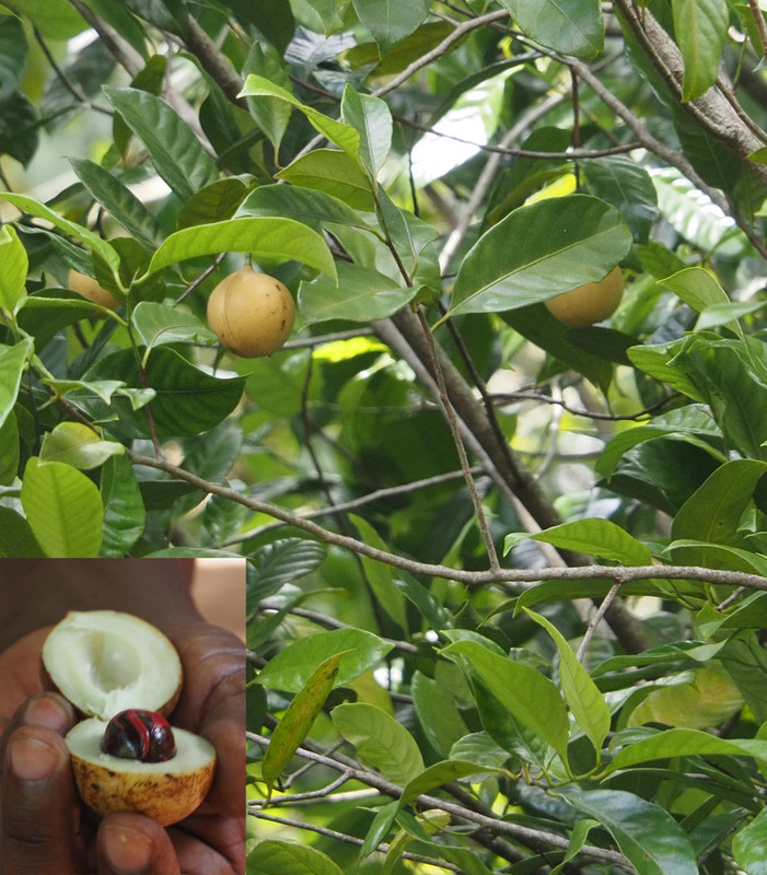 Nutmeg fruit on nutmeg tree 