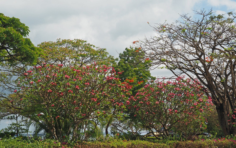 Frangipani trees in bloom
