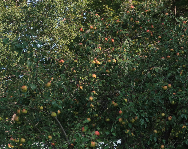 Laden apple tree 