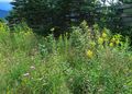 Colourful thistles and goldenrod 