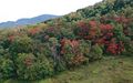 Fall colours on lower Jay Peak 