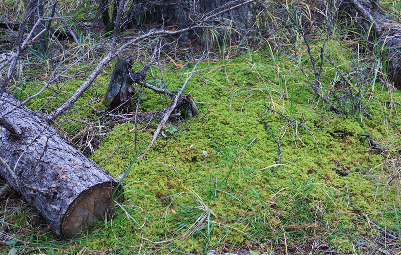 Woodland moss 