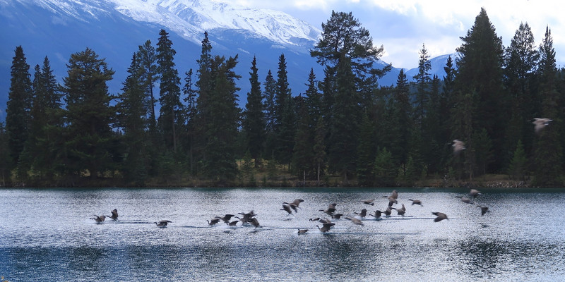 Canada geese landing 