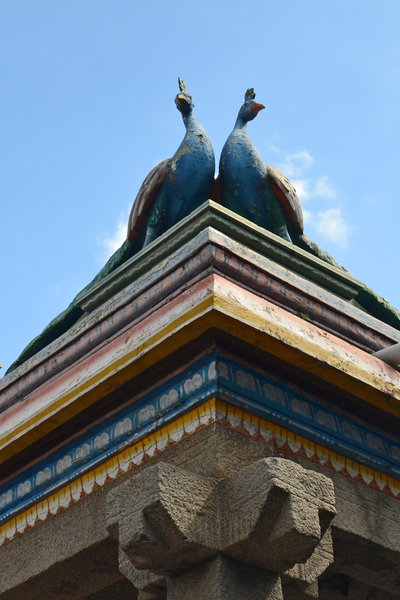 Shakti peacock