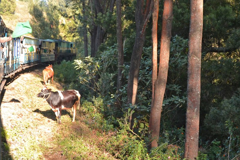 Train and Cows
