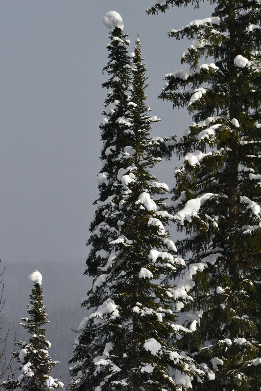 Christmas trees - almost