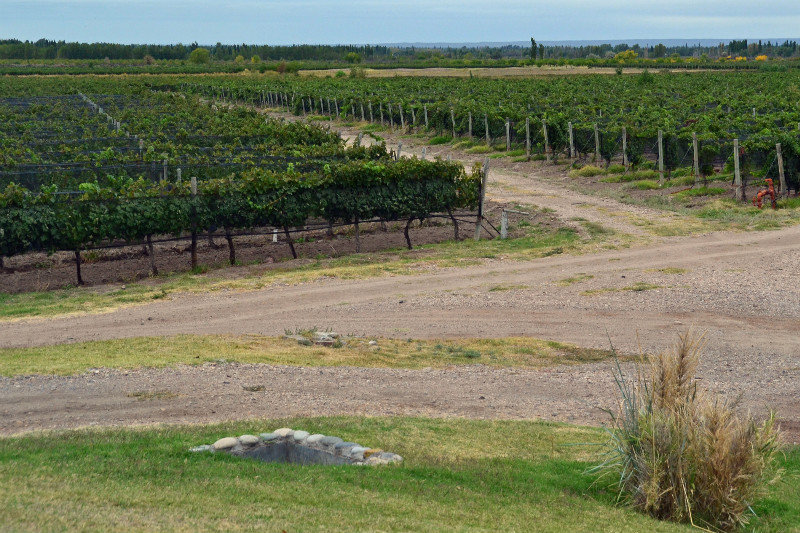 Algodon vineyards