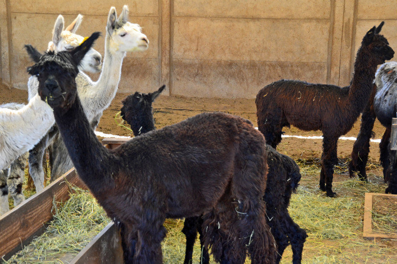 Alpacas