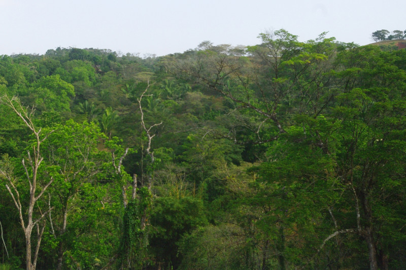 Open-canopy Rainforest