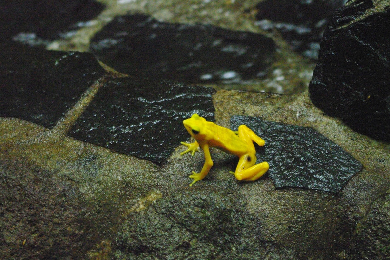 Panama Golden Frog