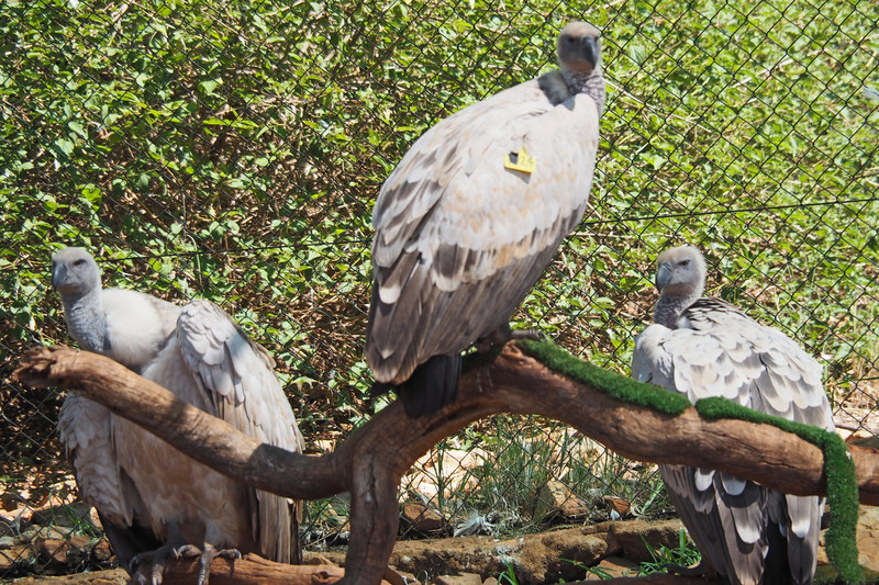 Cape Griffin Vultures