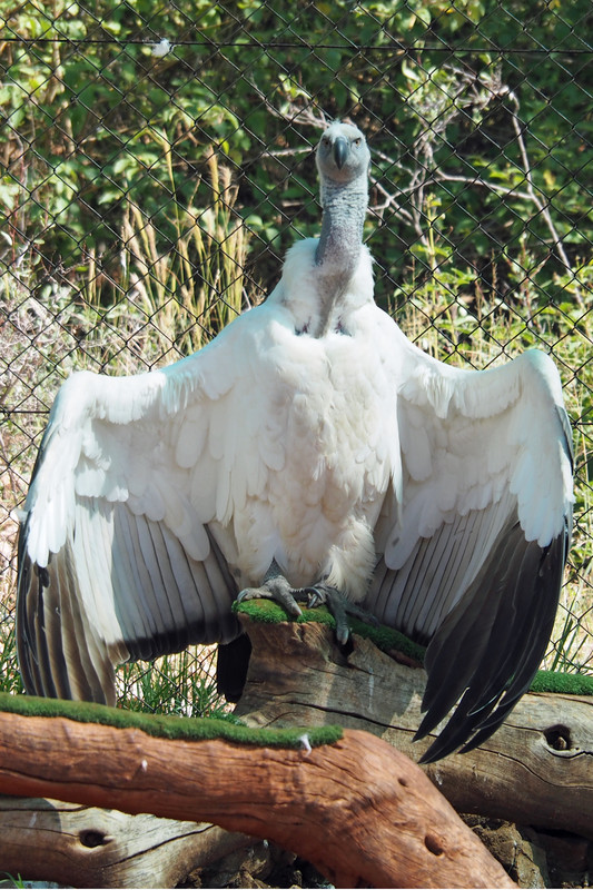 Cape Griffin Vulture