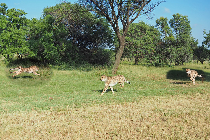 Cheetah running!