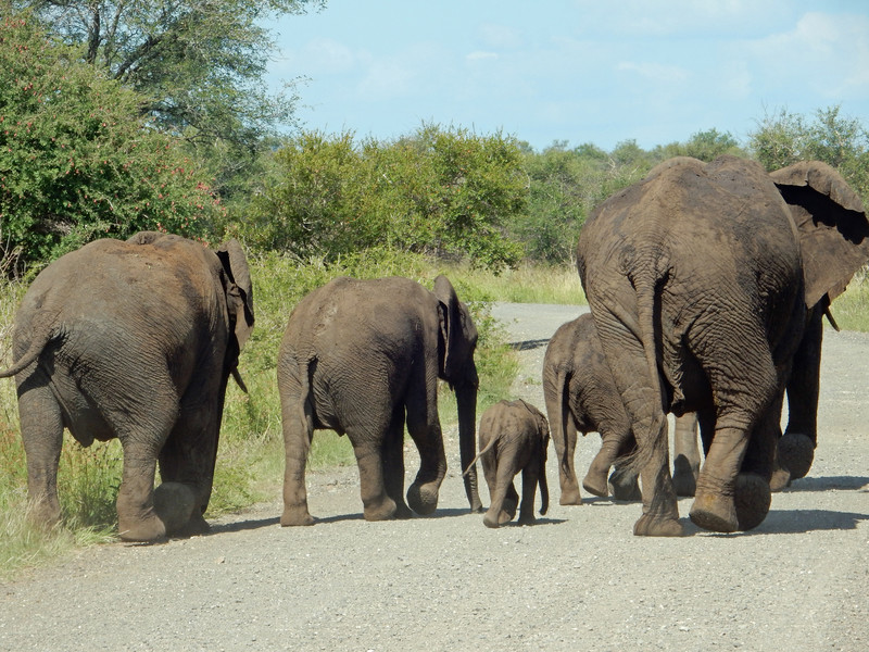 Rambling Elephant Family