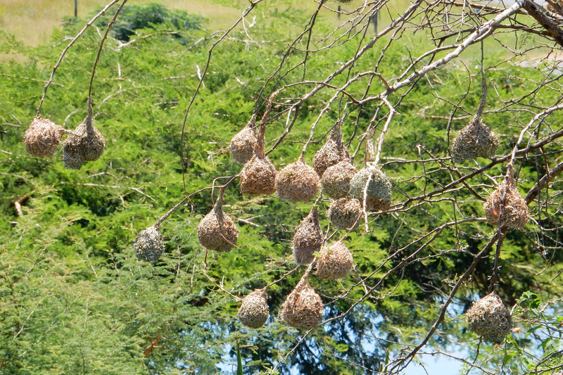 Mud Weaver nests