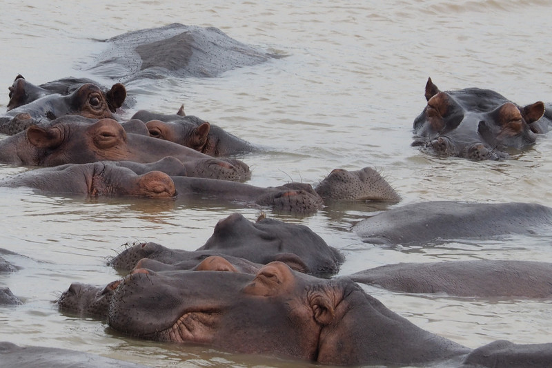 Hippos standing on a sand bar