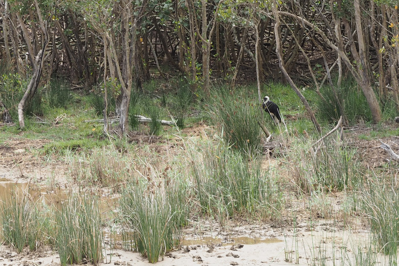 Wooly Necked Stork in White Mangrove grove