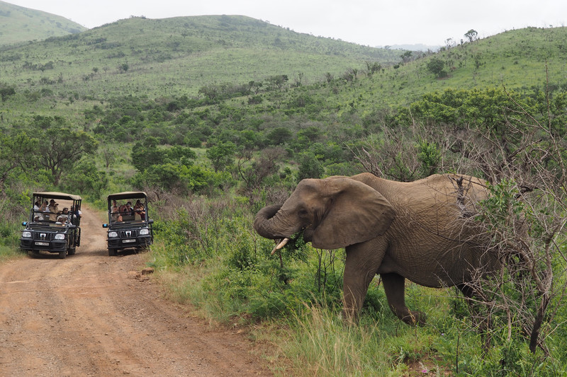 Elephants have right of way in Parks.