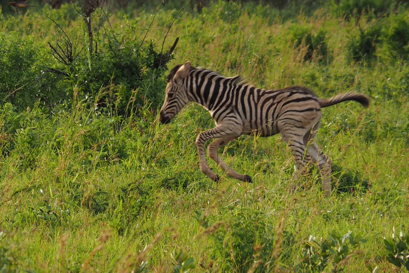 Rambunctious zebra