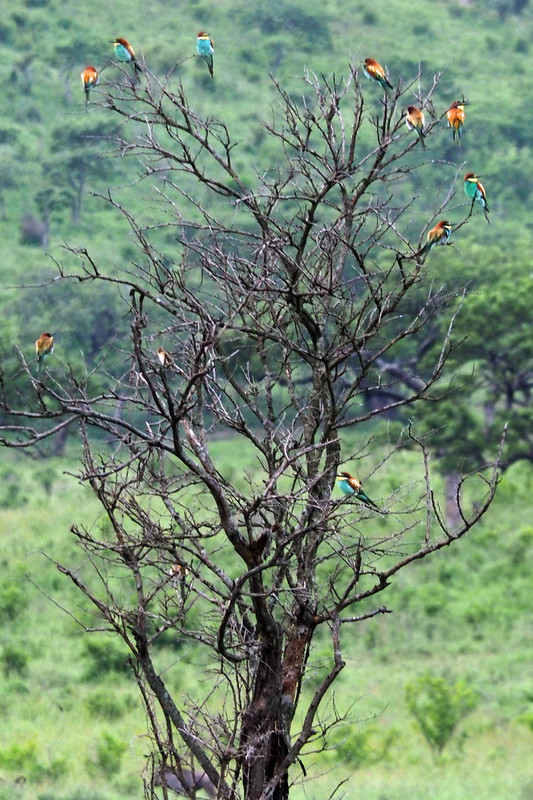 Bee Eaters decorate the tree.