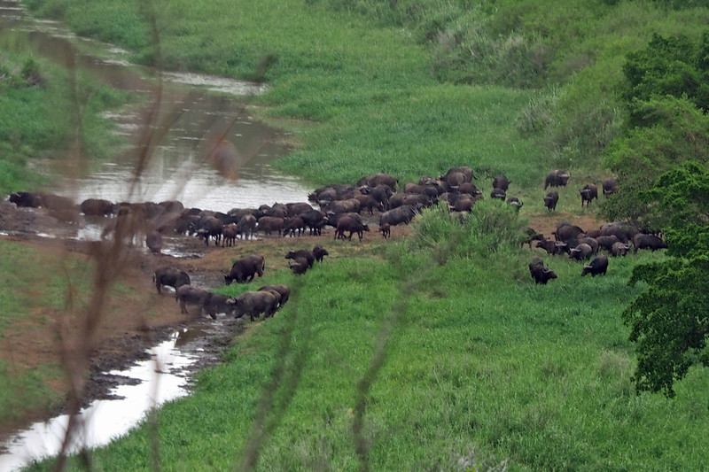 Cape Buffalo herd watering