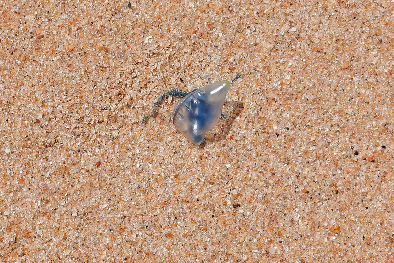 Blue Bottle Jellyfish