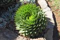 Spiral Aloe